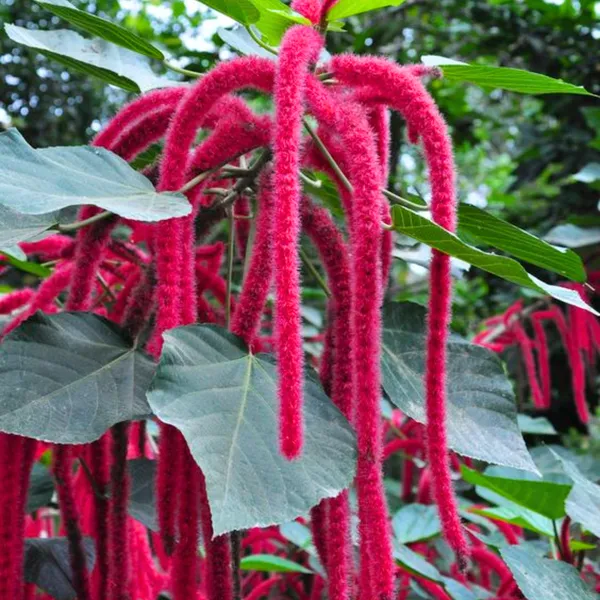 Acalypha_Hispida_The_Chenille_Plant_Long_Red_Flowers_With_Medicinal_Values_Default_Title