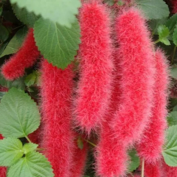 Acalypha_Hispida_The_Chenille_Plant_Long_Red_Flowers_With_Medicinal_Values_Default_Title