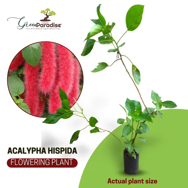 Acalypha_Hispida_The_Chenille_Plant_Long_Red_Flowers_With_Medicinal_Values_Default_Title