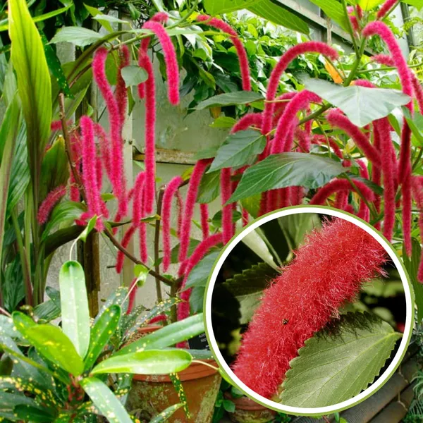 Acalypha_Hispida_The_Chenille_Plant_Long_Red_Flowers_With_Medicinal_Values_Default_Title