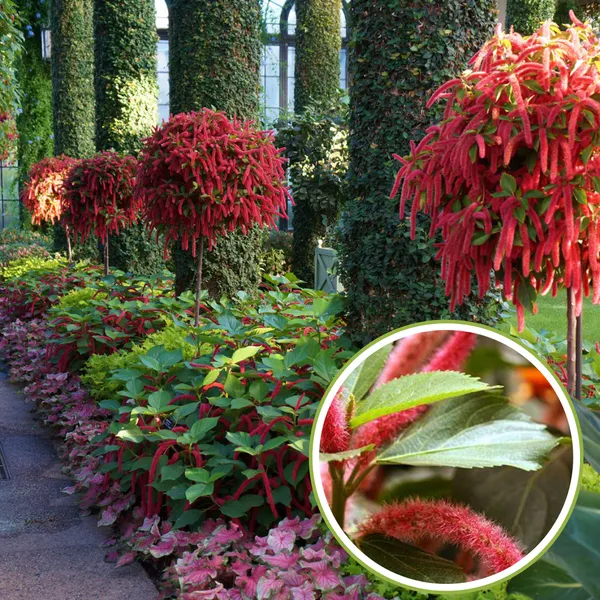 Acalypha_Hispida_The_Chenille_Plant_Long_Red_Flowers_With_Medicinal_Values_Default_Title