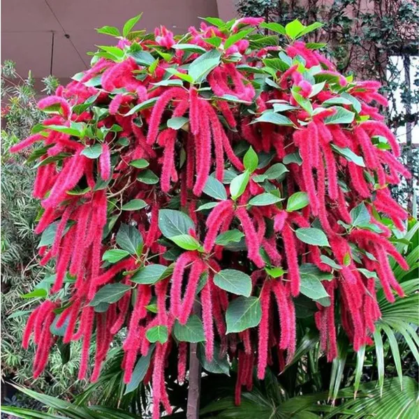 Acalypha_Hispida_The_Chenille_Plant_Long_Red_Flowers_With_Medicinal_Values_Default_Title