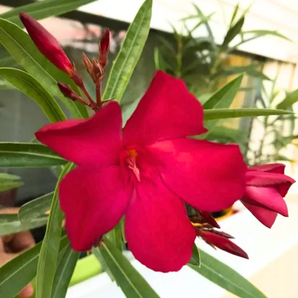 Red_Nerium_Oleander_Kaner_Dwarf_Live_Healthy_Plant_Default_Title