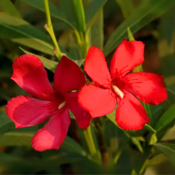 Red_Nerium_Oleander_Kaner_Dwarf_Live_Healthy_Plant_Default_Title