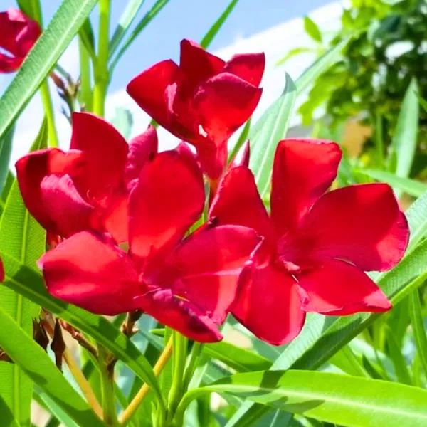 Red_Nerium_Oleander_Kaner_Dwarf_Live_Healthy_Plant_Default_Title