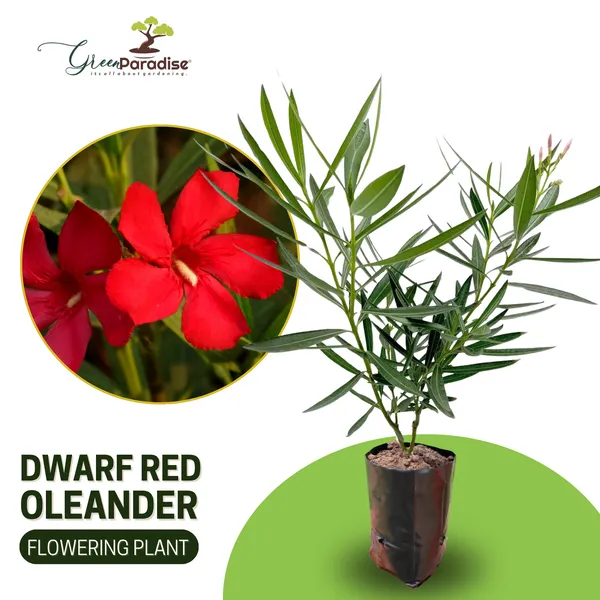 Red_Nerium_Oleander_Kaner_Dwarf_Live_Healthy_Plant_Default_Title