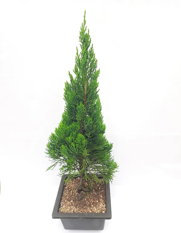 Torulosa_Juniper_London_Pine_Live_Bonsai_Suitable_Plant_With_Pot_Default_Title