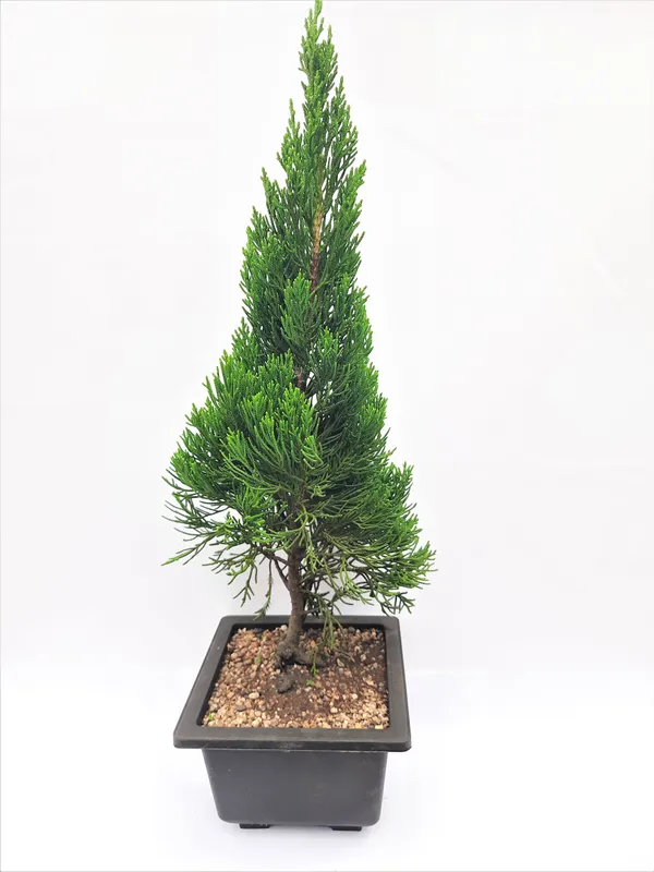 Torulosa_Juniper_London_Pine_Live_Bonsai_Suitable_Plant_With_Pot_Default_Title