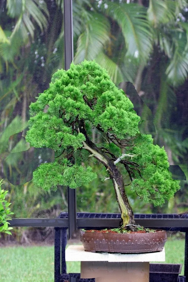 Torulosa_Juniper_London_Pine_Live_Bonsai_Suitable_Plant_With_Pot_Default_Title