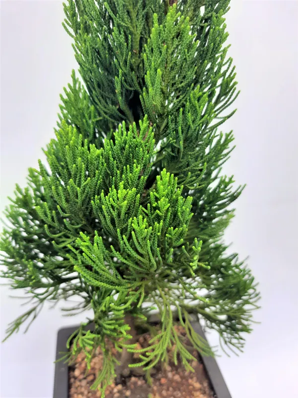 Torulosa_Juniper_London_Pine_Live_Bonsai_Suitable_Plant_With_Pot_Default_Title