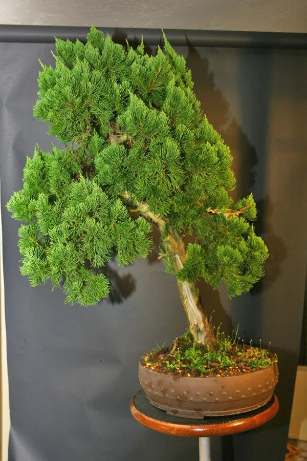 Torulosa_Juniper_London_Pine_Live_Bonsai_Suitable_Plant_With_Pot_Default_Title