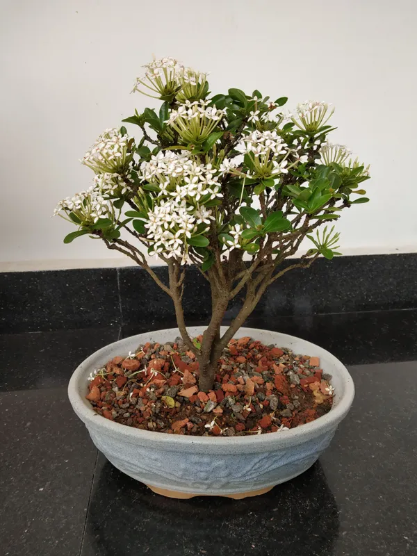 Mini_Ixora_Bonsai_White_Live_Plant_Default_Title