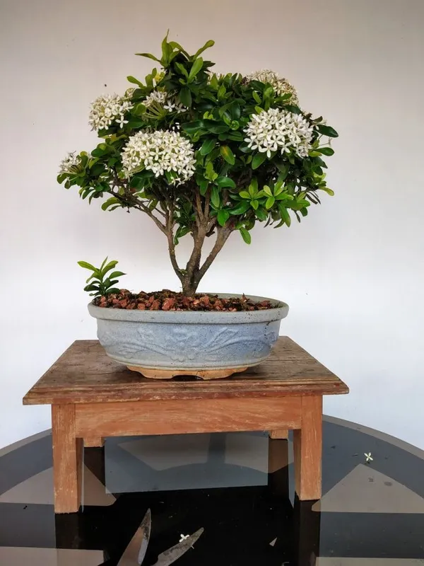 Mini_Ixora_Bonsai_White_Live_Plant_Default_Title