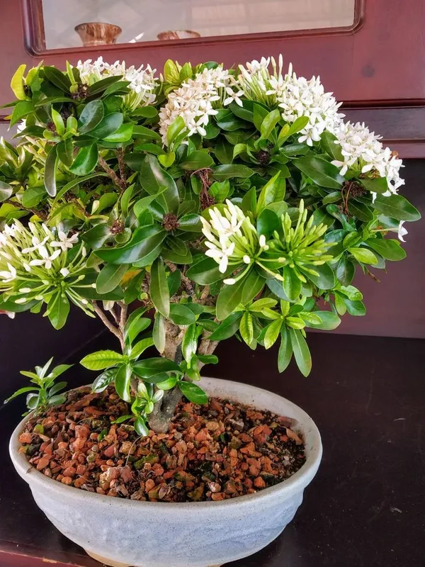 Mini_Ixora_Bonsai_White_Live_Plant_Default_Title