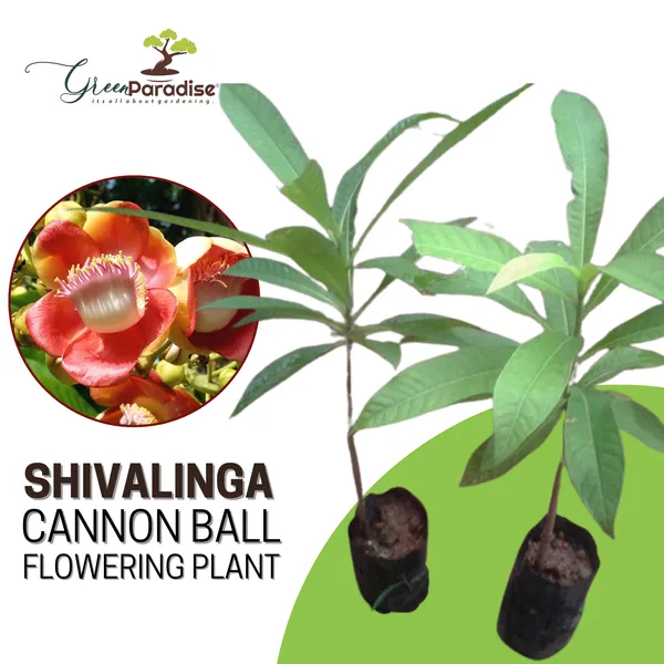 Shiva_Linga_Tree_Holy_Nagalinga_Tree_Cannon_Ball_Tree_Live_Plant_Default_Title