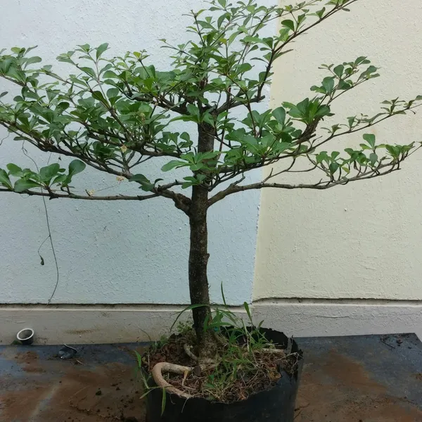 Terminalia_Mentalis_Chinese_Terminalia_Mentally_Health_Live_Sapling_Plant_With_Nice_Plastic_Bonsai_Pot_Default_Title