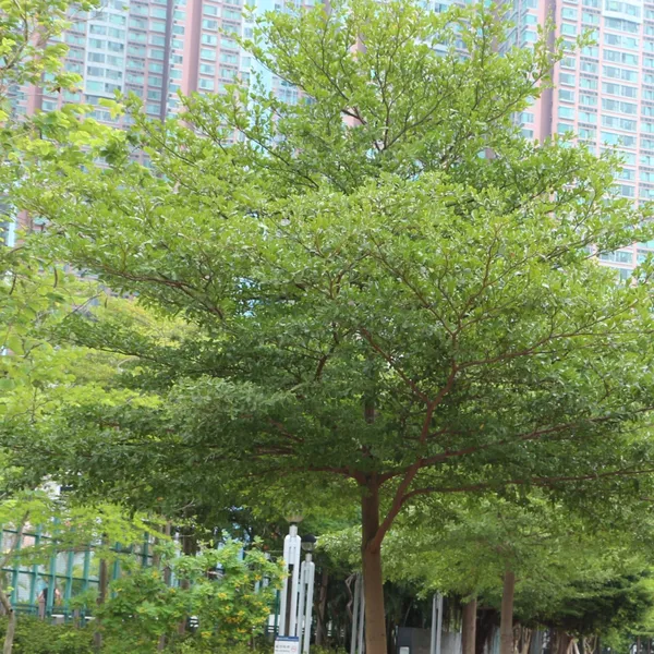 Terminalia_Mentalis_Chinese_Terminalia_Mentally_Health_Live_Sapling_Plant_With_Nice_Plastic_Bonsai_Pot_Default_Title