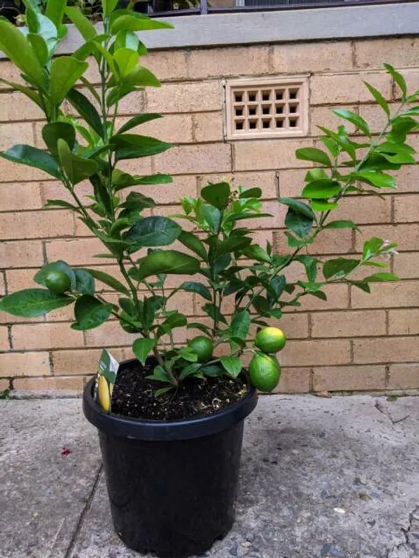 Seedless_Lemon_Plant_Live_Healthy_Airlayered_Seedless_Lemon_Plant_For_Kitchen_Gardening_Lemon_Plant_In_Poly_Bag_Default_Title
