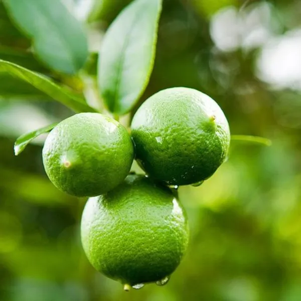 Seedless_Lemon_Plant_Live_Healthy_Airlayered_Seedless_Lemon_Plant_For_Kitchen_Gardening_Lemon_Plant_In_Poly_Bag_Default_Title