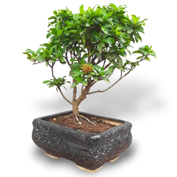 Mini_Ixora_Bonsai_Mature_And_Old_Tree_Pink_Live_Bonsai_Tree_With_Bonsai_Pot_Default_Title