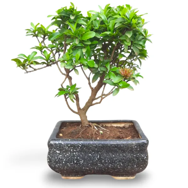 Mini_Ixora_Bonsai_Mature_And_Old_Tree_Pink_Live_Bonsai_Tree_With_Bonsai_Pot_Default_Title
