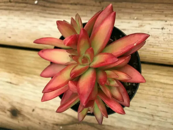 Sedum_Firestorm_Orange_Succulent_Plant_Live_With_Pot_Default_Title