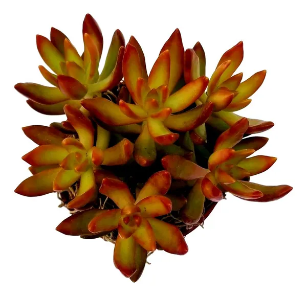 Sedum_Firestorm_Orange_Succulent_Plant_Live_With_Pot_Default_Title