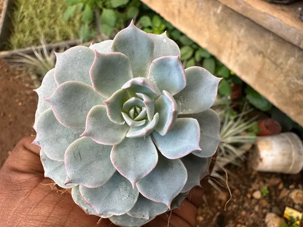 Sempervivum_Calcareum_Fire_Dragon_Laxmi_Kamal_Plant_Live_Succulent_Plant_With_Pot_Default_Title