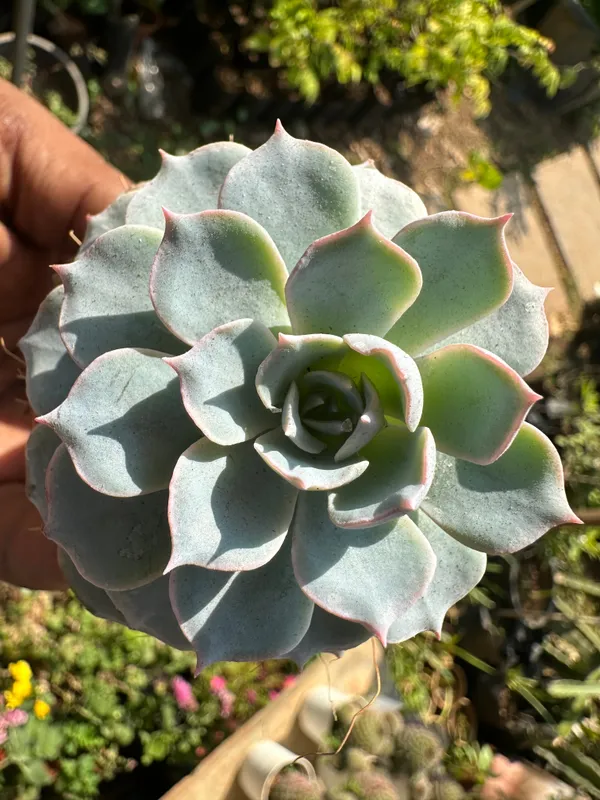 Sempervivum_Calcareum_Fire_Dragon_Laxmi_Kamal_Plant_Live_Succulent_Plant_With_Pot_Default_Title