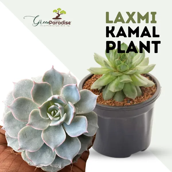 Sempervivum_Calcareum_Fire_Dragon_Laxmi_Kamal_Plant_Live_Succulent_Plant_With_Pot_Default_Title