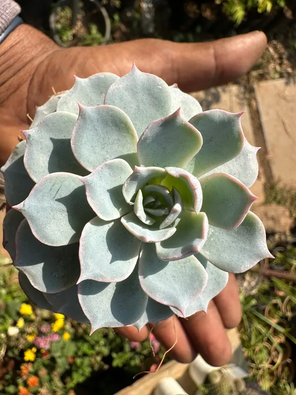 Sempervivum_Calcareum_Fire_Dragon_Laxmi_Kamal_Plant_Live_Succulent_Plant_With_Pot_Default_Title