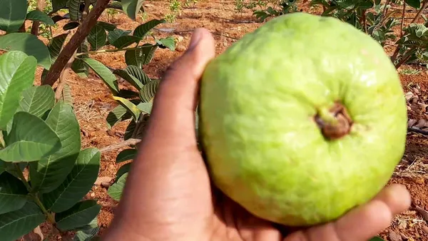Green_Paradise_Taiwan_Pink_Guava_Plant_Healthy_Pink_Guava_Plant_Grown_By_Air_Layering_And_Grafting_For_Early_Fruiting_Taiwan_Guava_Plant_With_Very_Less_Seeds_And_Very_Tasty_1_Plant_Default_Title