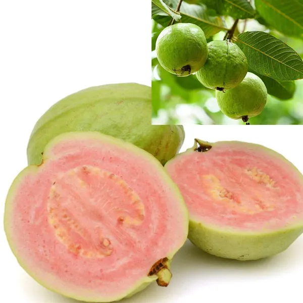 Green_Paradise_Taiwan_Pink_Guava_Plant_Healthy_Pink_Guava_Plant_Grown_By_Air_Layering_And_Grafting_For_Early_Fruiting_Taiwan_Guava_Plant_With_Very_Less_Seeds_And_Very_Tasty_1_Plant_Default_Title