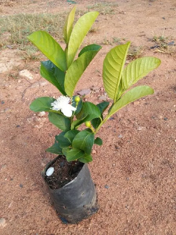 Green_Paradise_Taiwan_Pink_Guava_Plant_Healthy_Pink_Guava_Plant_Grown_By_Air_Layering_And_Grafting_For_Early_Fruiting_Taiwan_Guava_Plant_With_Very_Less_Seeds_And_Very_Tasty_1_Plant_Default_Title