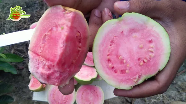 Green_Paradise_Taiwan_Pink_Guava_Plant_Healthy_Pink_Guava_Plant_Grown_By_Air_Layering_And_Grafting_For_Early_Fruiting_Taiwan_Guava_Plant_With_Very_Less_Seeds_And_Very_Tasty_1_Plant_Default_Title