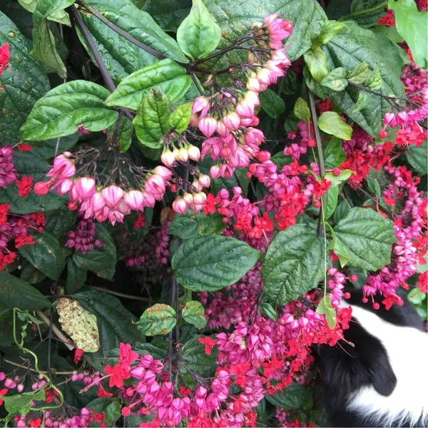 Green_Paradise_Bleeding_Heart_Plant_Clerodandrum_Thomsoniae_Live_Plant_New_Rare_Total_Red_Flowers_1_Piece_With_Polybag_Default_Title