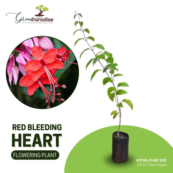 Green_Paradise_Bleeding_Heart_Plant_Clerodandrum_Thomsoniae_Live_Plant_New_Rare_Total_Red_Flowers_1_Piece_With_Polybag_Default_Title