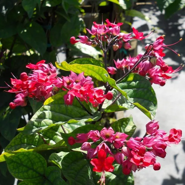 Green_Paradise_Bleeding_Heart_Plant_Clerodandrum_Thomsoniae_Live_Plant_New_Rare_Total_Red_Flowers_1_Piece_With_Polybag_Default_Title