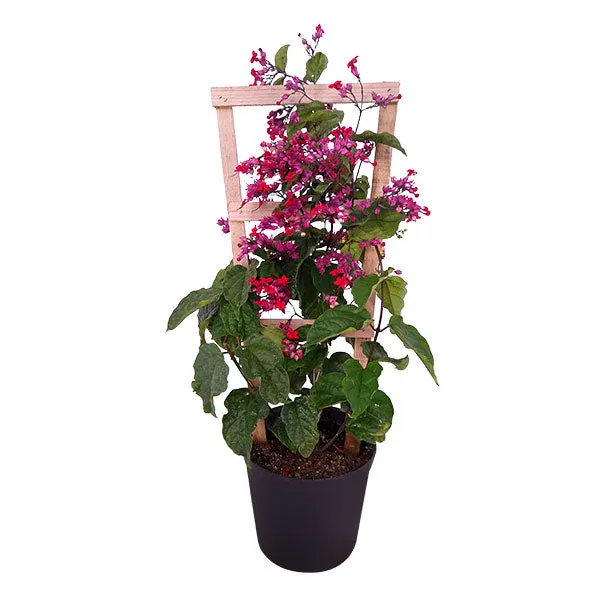 Green_Paradise_Bleeding_Heart_Plant_Clerodandrum_Thomsoniae_Live_Plant_New_Rare_Total_Red_Flowers_1_Piece_With_Polybag_Default_Title
