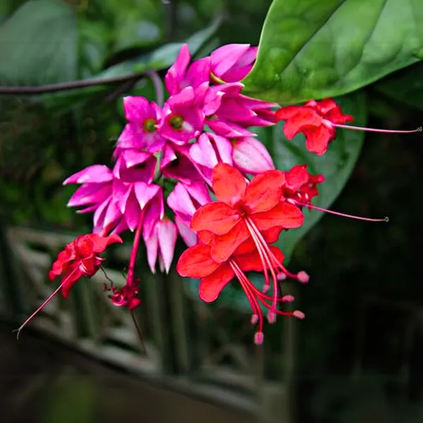 Green_Paradise_Bleeding_Heart_Plant_Clerodandrum_Thomsoniae_Live_Plant_New_Rare_Total_Red_Flowers_1_Piece_With_Polybag_Default_Title