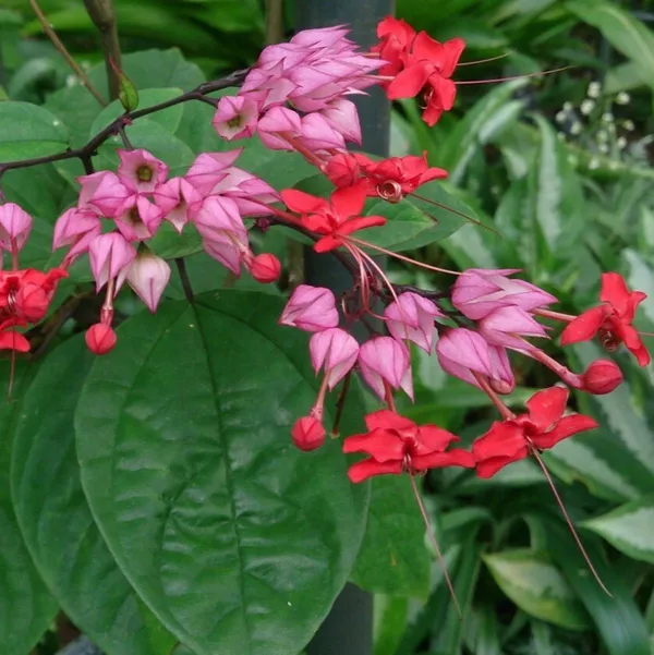 Green_Paradise_Bleeding_Heart_Plant_Clerodandrum_Thomsoniae_Live_Plant_New_Rare_Total_Red_Flowers_1_Piece_With_Polybag_Default_Title
