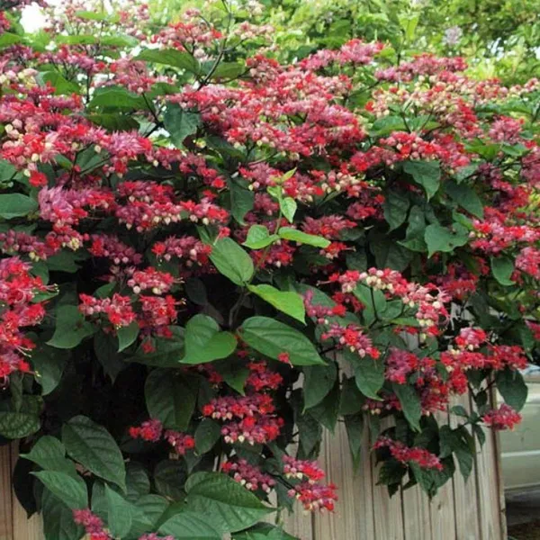 Green_Paradise_Bleeding_Heart_Plant_Clerodandrum_Thomsoniae_Live_Plant_New_Rare_Total_Red_Flowers_1_Piece_With_Polybag_Default_Title