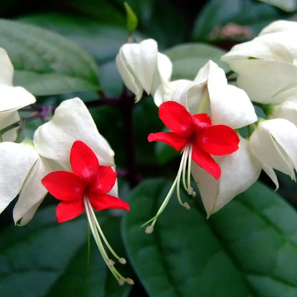 Green_Paradise_Bleeding_Heart_Plant_Clerodandrum_Thomsoniae_Live_Plant_White_Red_Flowers_1_Piece_Default_Title