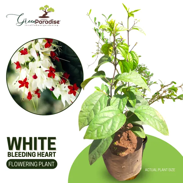 Green_Paradise_Bleeding_Heart_Plant_Clerodandrum_Thomsoniae_Live_Plant_White_Red_Flowers_1_Piece_Default_Title
