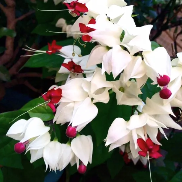 Green_Paradise_Bleeding_Heart_Plant_Clerodandrum_Thomsoniae_Live_Plant_White_Red_Flowers_1_Piece_Default_Title