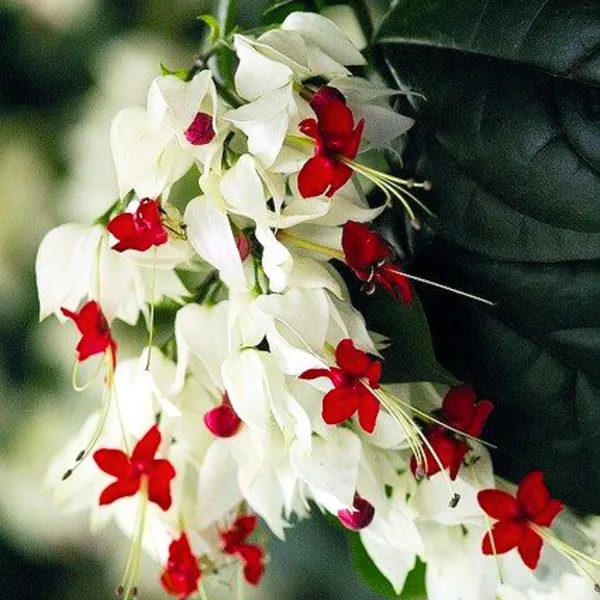 Green_Paradise_Bleeding_Heart_Plant_Clerodandrum_Thomsoniae_Live_Plant_White_Red_Flowers_1_Piece_Default_Title