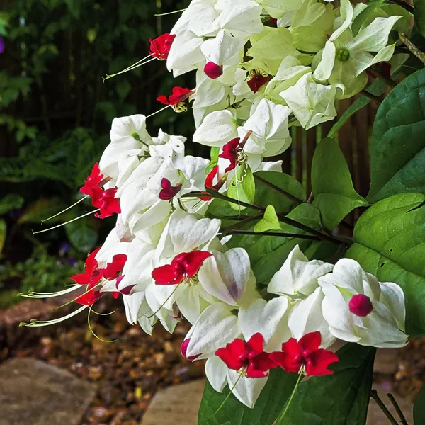 Green_Paradise_Bleeding_Heart_Plant_Clerodandrum_Thomsoniae_Live_Plant_White_Red_Flowers_1_Piece_Default_Title