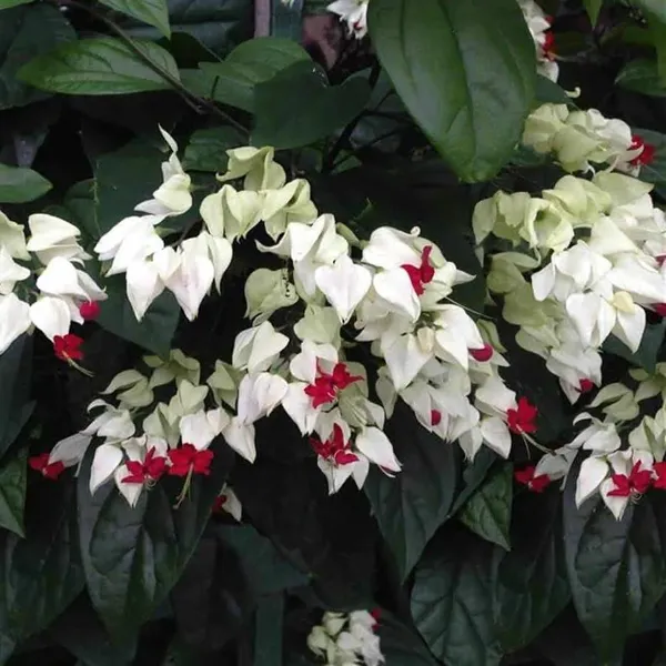 Green_Paradise_Bleeding_Heart_Plant_Clerodandrum_Thomsoniae_Live_Plant_White_Red_Flowers_1_Piece_Default_Title