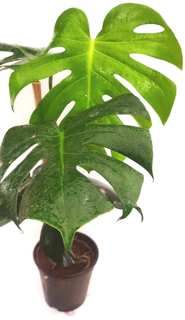Green_Paradise_Monstera_Deliciosa_Live_Indoor_Monstera_Plant_With_Nursery_Pot_Default_Title