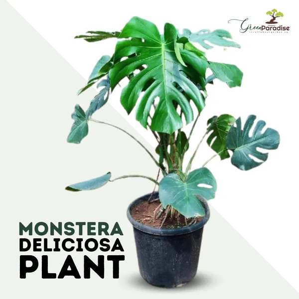 Green_Paradise_Monstera_Deliciosa_Live_Indoor_Monstera_Plant_With_Nursery_Pot_Default_Title